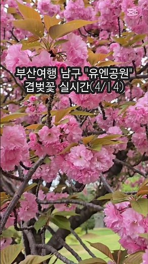 부산여행 남구 "UN공원 겹벚꽃" 실시간(4/14) #부산가볼만한곳 #봄꽃 #겹벚꽃 #유엔공원 #부산여행 #shorts #travel