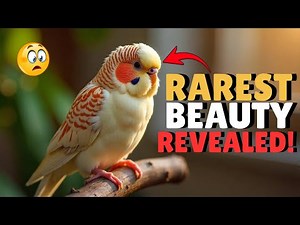 Fallow Mutation Budgies: The Rarest Beauty in Budgie Genetics Revealed!