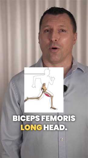 1.6K views | What’s causing your patients' hamstring injuries? Find out in this new narrative review by Andrews et al 2025. Andrews MH, Shield AJ, Lichtwark GA, Pincheira PA. Hamstring injury mechanisms and eccentric training-induced muscle adaptations: Current insights and future directions. Sports Medicine. 2025 Aug 26:1-5. | Clinical Edge | Facebook