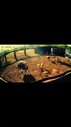 #bigpig #animals #gameplay