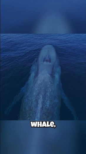 Blue Whales: They Carry Barnacles?! This Symbiotic Relationship Will Amaze You!