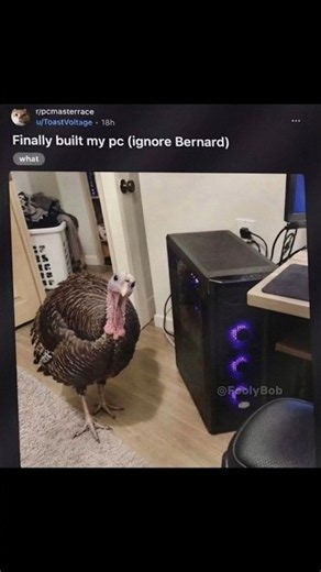 We ain't ignoring Bernard 🥺🤞 #memes #dankememes #humor