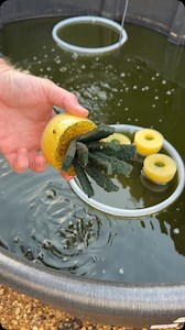 7.4K views · 906 reactions | Another day, another couple hundred Ricefish eggs! #medaka #ricefish #fishbreeding #dakuaquatics #fishkeeping #aquarium #aquariumhobby #fish #aquascape #freshwateraquarium #aquariumfish #plantedtank #aquariums #tropicalfish #fishkeeper #aquascaping #aquariumlife #plantedaquarium #nanofish #aquariumsofinstagram #freshwaterfish #freshwatertank #aquascaper #natureaquarium #freshwater #fishofinstagram #nature #nanotank #fishroom | Daku Aquatics | Facebook