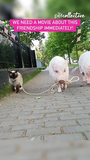 Imagine seeing this going down your street! 😹💕🐷 | Try Not to Laugh
