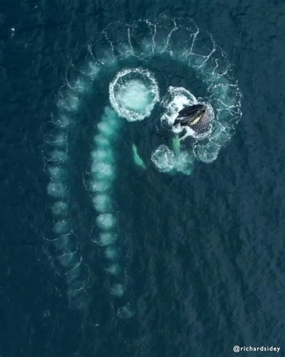 Mathematics in Nature 🐳 #wildlife #antarctica #whale #bubblenet #humpbackwhale