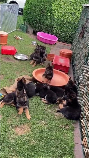 Why German Shepherds Are the Best Alarm System 😂