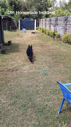 Homemade treadmill for dog exercise at home