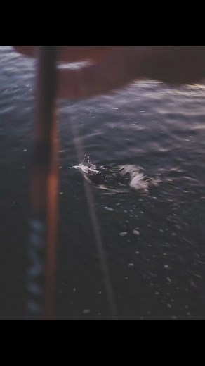 Surface hits are wild. A long cast past the bow wave and popping through them. Big eye trevally just can't resist. Bassday 70mm Crystal Popper gets the hit  #fishing #goldcoastlife #topwater #topwaterfishing #fish #trevally #catchandrelease | CoastfishTV | Facebook
