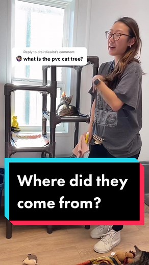 Kuranda Cat Tower: Discovering the Perfect Cat Tree from PVC