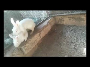 Rabbit mating Experiment (part 1)