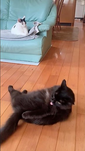 まーちゃん、腹筋中？😂