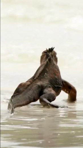 Marine Iguanas: Saltwater Superstars!