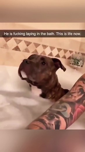 Funny Dog Yawn Compilation: Hilarious Moments!