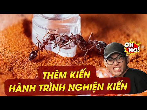 Ant Craving Collection (Part 1-Part 10) | Journey to becoming an Ant addict | Reptile Craving