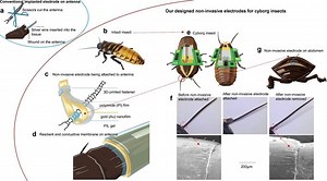 A non-invasive way to turn a cockroach into a cyborg – Lifeboat News: The Blog