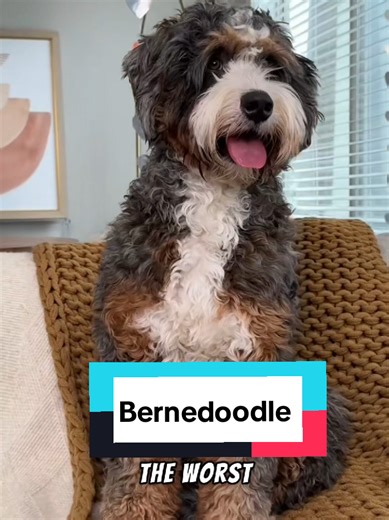 Bernedoodle Puppies: The Perfect Family Dog