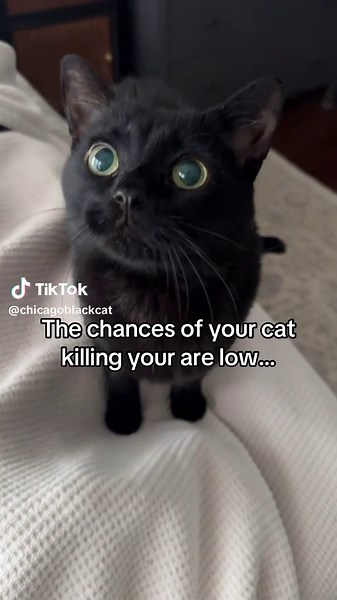 Understanding Your Black Cat's Unique Charm