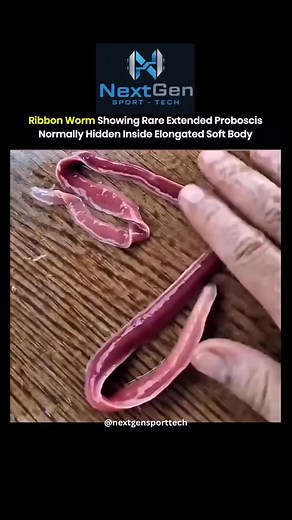 Sports Tech Era | A ribbon worm displaying its rare extended proboscis reveals one of nature’s most unusual hunting tools. Normally hidden inside its long,... | Instagram