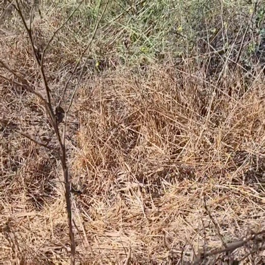 Another beauty in the Lang Ranch Open Space in Thousand Oaks. #gophersnake #conejovalley #thousandoaks #conejoopenspace Local area hikes and trails at bit.ly/vchiking. | Conejo Valley Guide