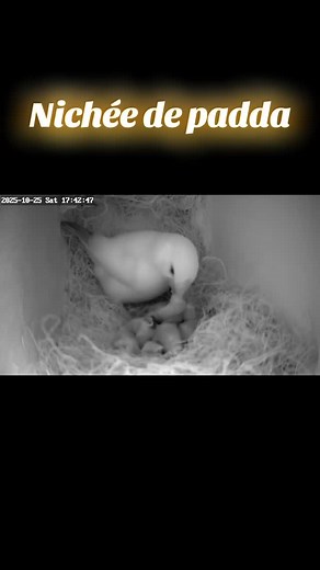 37 reactions · 11 comments | Les bébés ont 2 jours pour les 3...