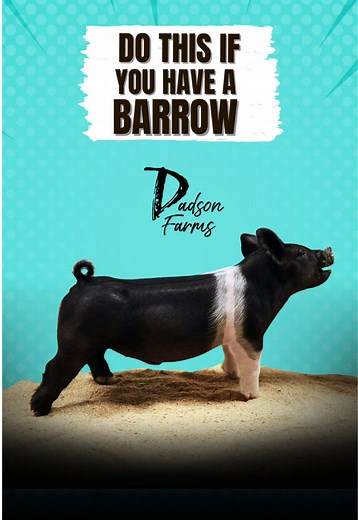 Essential Tips for Raising a Successful Barrow