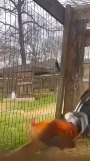 #chicken #farm #rooster #gamefowlbreeder #gamefowlnation