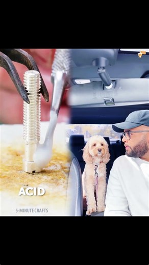 Mini Cockapoo solves multiplication question… 😳 #dogs #minicockapoo #fyp #shorts