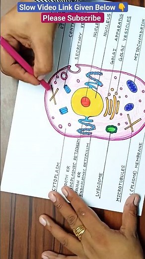 Animal Cell Diagram | Easy Animal Cell Diagram | Animal Cell Drawing