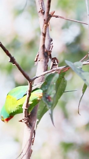 The Swift Parrot can reach speeds of 88 kilometres an hour. But even speed cannot protect them from losing their homes. There may be as few as 750 left. You can help protect critical nesting and feeding sites. Donate Now! | BirdLife Australia
