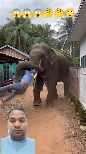 #greenscreen #animals #viral #funny #funny#faizanraza