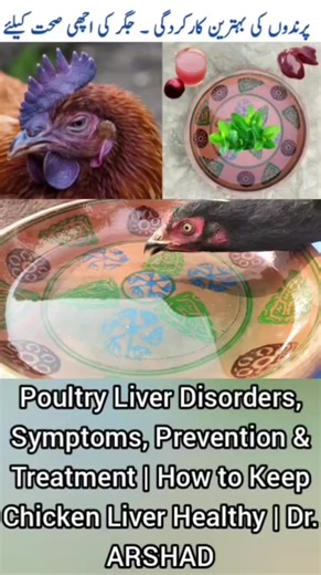 Poultry Liver Disorders, Symptoms, Prevention & Treatment | How to Keep Chicken Liver Healthy | 1