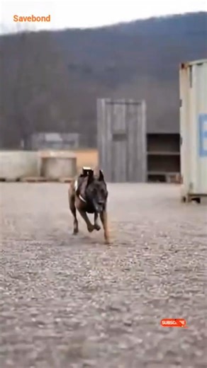 K9 police dog attack and stop skills shorts