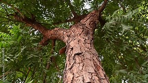 Neem tree bark, an old neem tree also known as Azadirachta indica, branches of neem tree during a bright sunny day also used as Natural Medicine