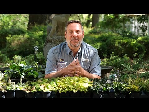 Get It Growing: Shade-loving ajuga has colorful foliage for groundcover