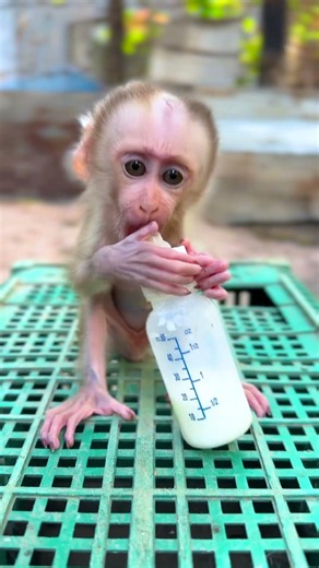 Time milk 😘🍼 #monkey #babymonkey