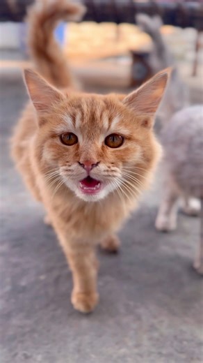 Cat Meowing Sounds 🎶♥️ #catsounds #meowing sound ng