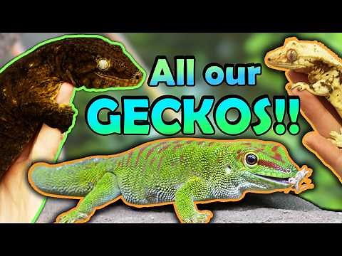 Meet all of our Geckos!
