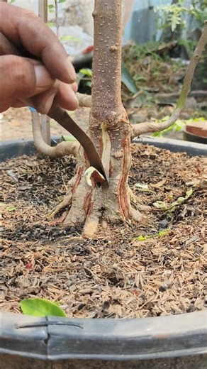 Creating bonsai that exude an air of age and character #shorts #shortvideo #shortsfeed #bonsaitree