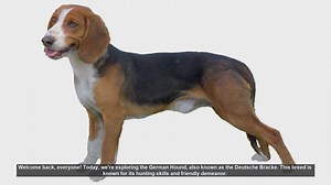 German Hound: Pros and Cons of Owning a Deutsche Bracke