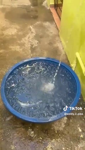 Videos de Eddy C Peña (@eddy.c.pea) con “sonido original - Eddy C Peña”