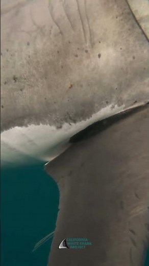 Claspers, up close! #greatwhite #sharkscience #sharkencounter #ocean