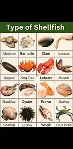 4.9K views · 41 reactions | types of shellfish � basic knowledge | Chef Suresh | Facebook