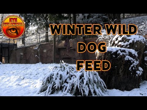 Frozen Scene African Wild Dogs Working a Hanging Feed