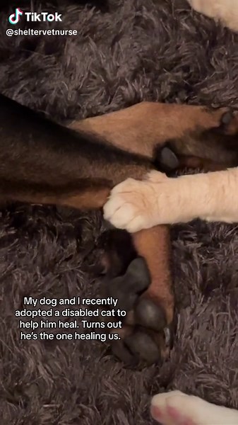 Heartwarming Story of a Dog Saving a Disabled Cat's Life