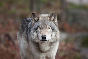 Déclassement du statut de protection du loup : ce que la Convention de Berne signifie pour l'Europe