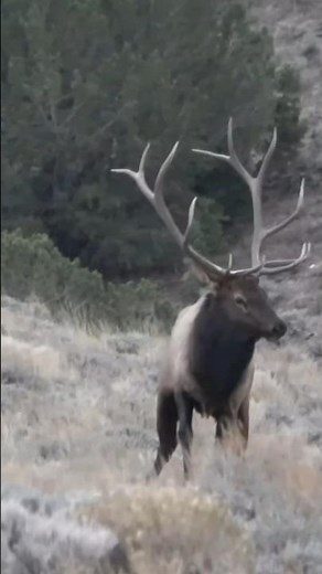 Bull Elk - Catch and Cook #sincityoutdoors #hunting #lasvegas
