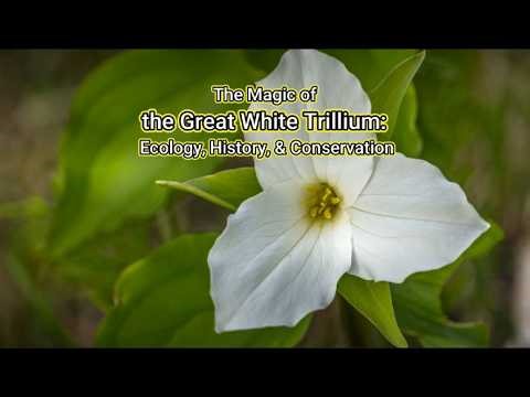 The Magic of the Great White Trillium: Ecology, History, & Conservation