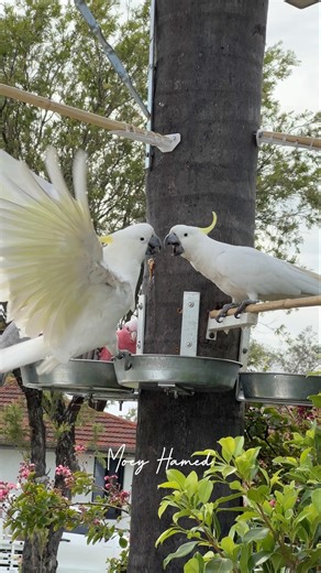 Cockatoos Fighting When They See Free Food! 🇦🇺