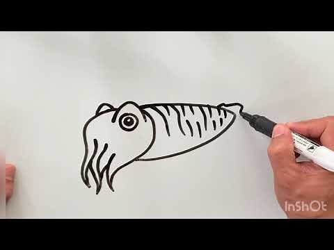 How to Draw a Cuttlefish | Doodles by Ron