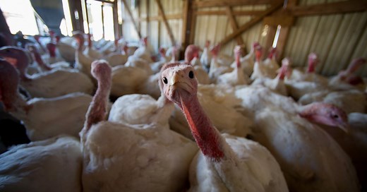 Here’s How Many Turkeys Are Killed Each Year For Thanksgiving
